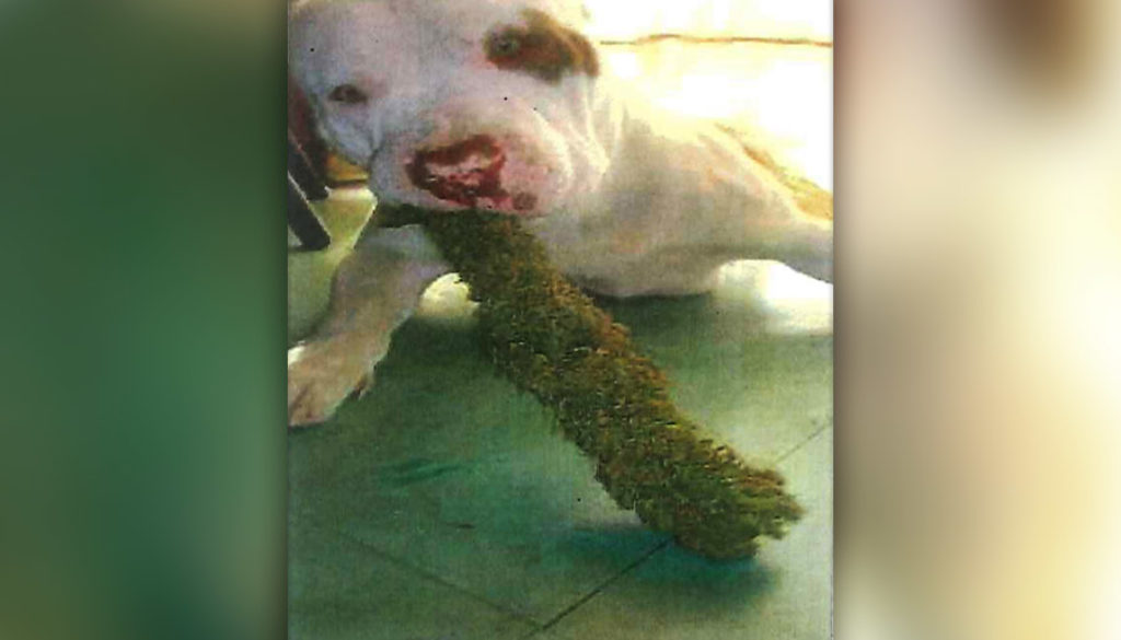 Dog with weed